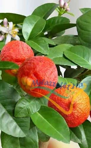 Leaves and fruits Leaves and fruits