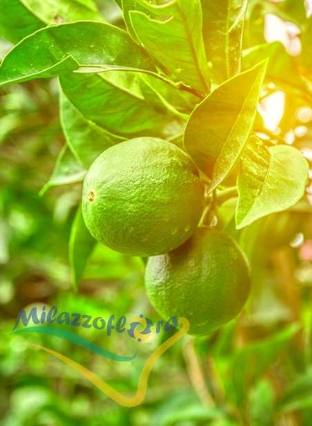 Leaves and fruits Leaves and fruits