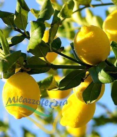 Citrus Limone