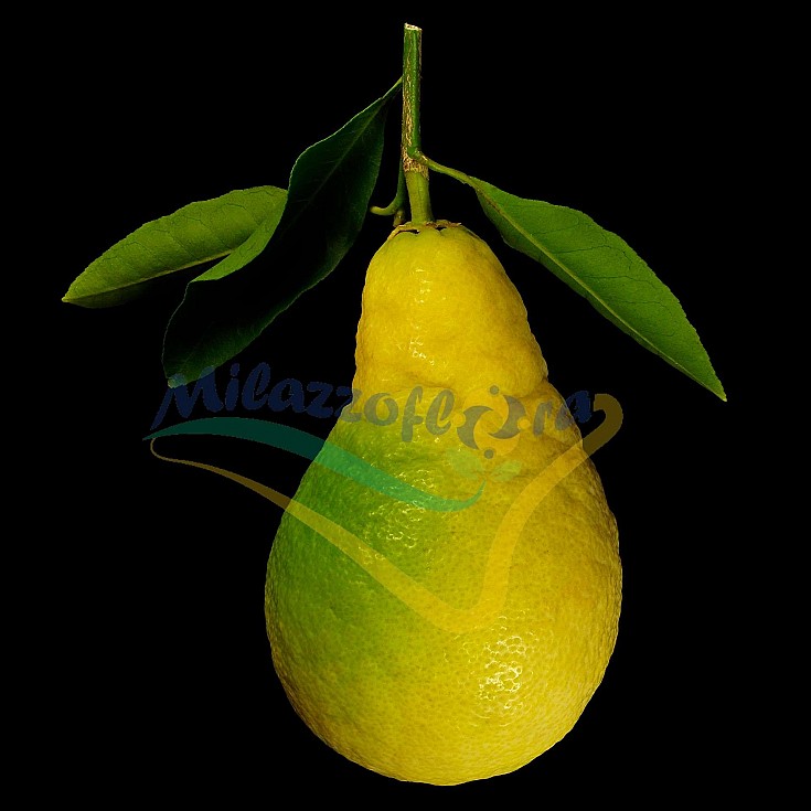 Frutto singolo Frutto singolo