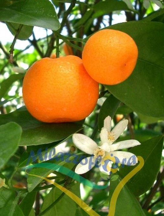 The Mandarin Orange