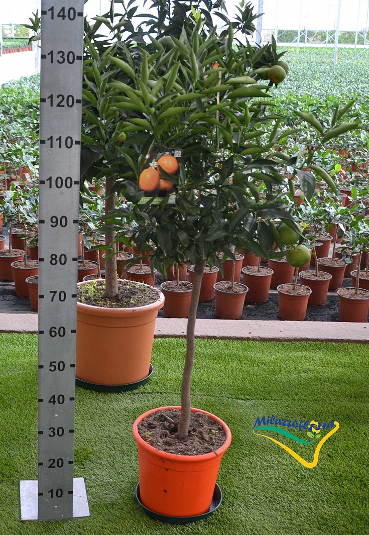 Alberello V. 36 Alberello V. 36