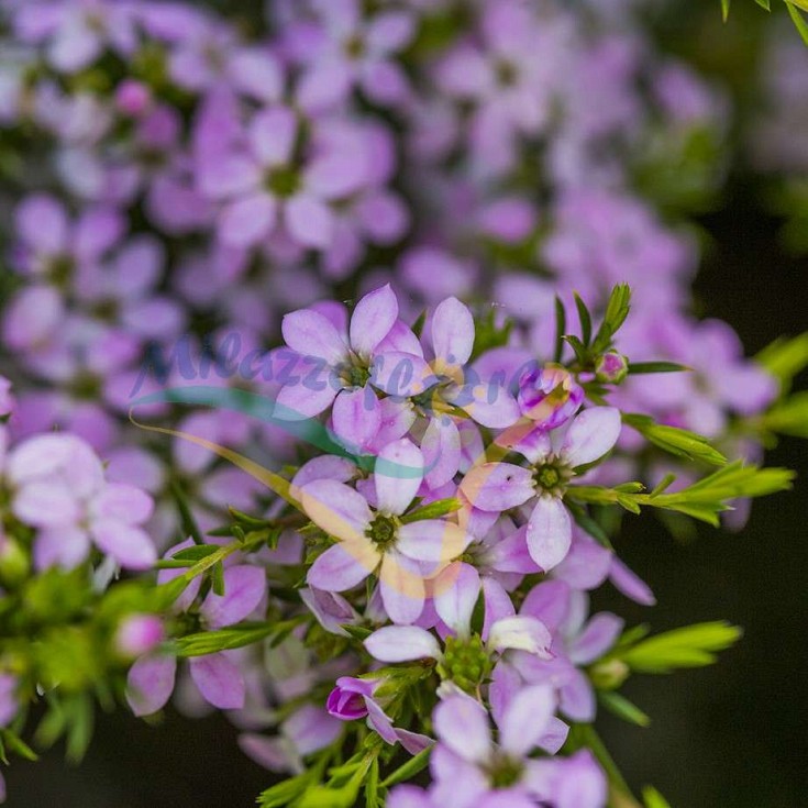 Foglie e fiori Foglie e fiori