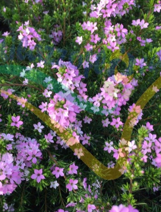 Buisson confetti rose Buisson confetti rose