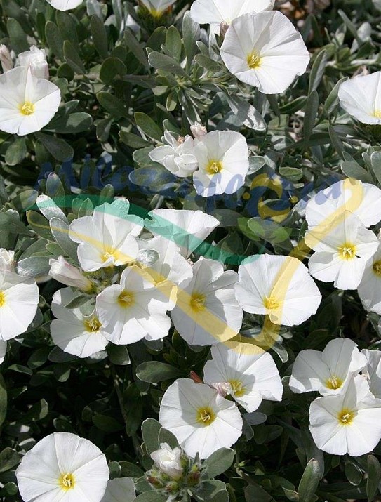Silverbush or Shrubby bindweed Silverbush or Shrubby bindweed