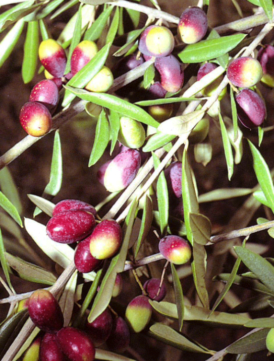 Olea europea Olea europea