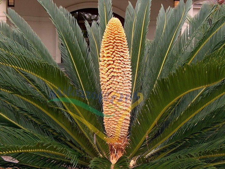 Cono maschile Cono maschile