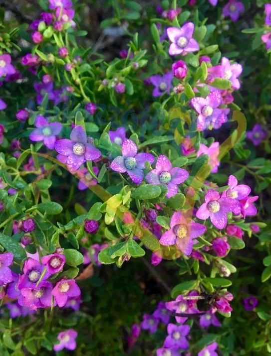 Boronia crenulata Boronia crenulata