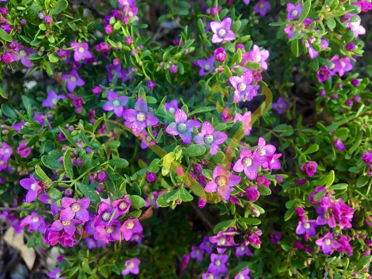 Boronia: particolare del fiore Boronia: particolare del fiore