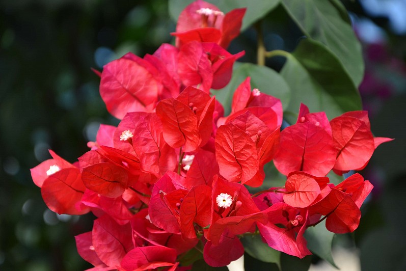 Bougainvillea Scarlett-O-Hara (Red)
