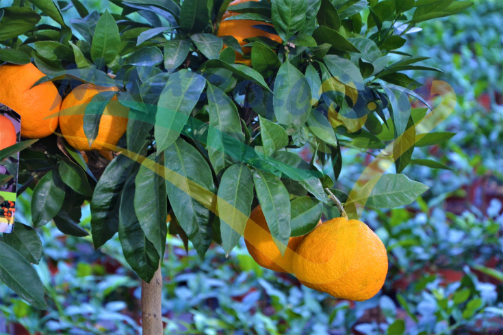 Frutto maturo Frutto maturo