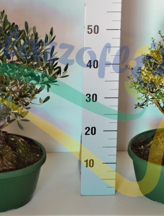 Olea olivaster Olea olivaster