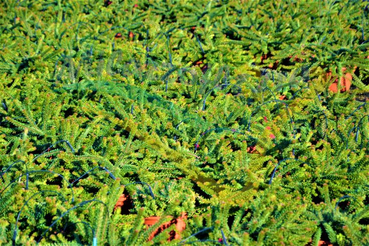 In pieno campo In pieno campo