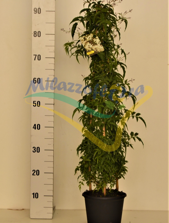 Jazmín de China Jazmín de China