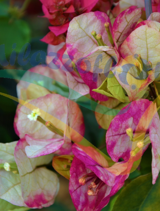 Bouginvillea mix color Bouginvillea mix color