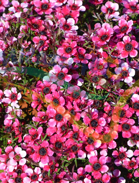 Leptospermum scoparium Leptospermum scoparium