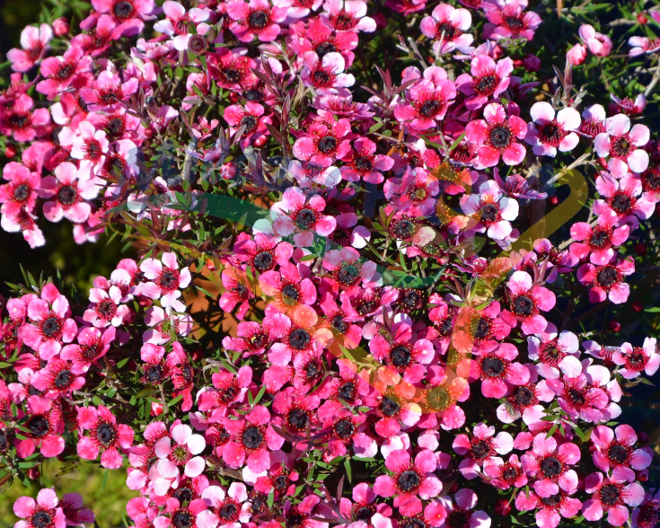 Particolare del fiore Particolare del fiore