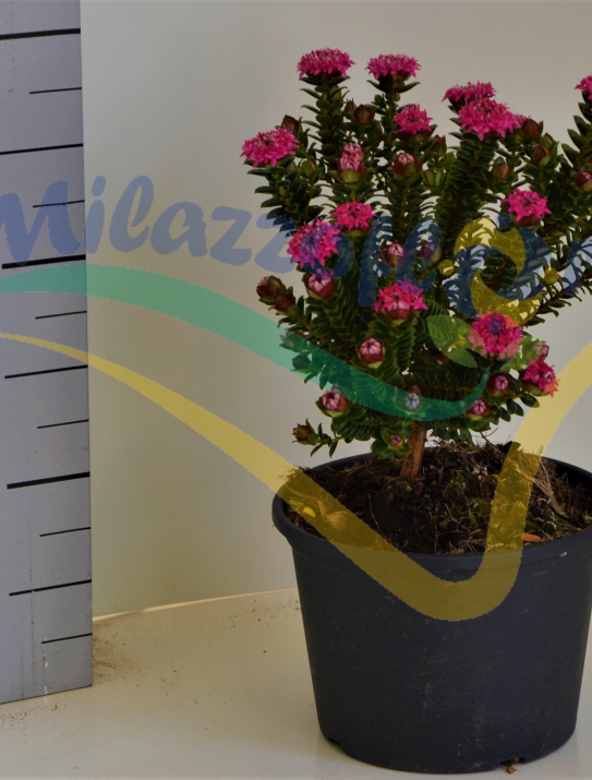 Rice flowers Rice flowers