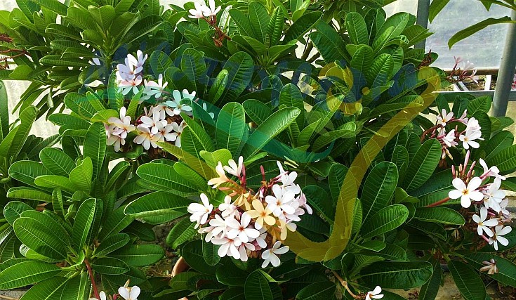 P. rubra P. rubra
