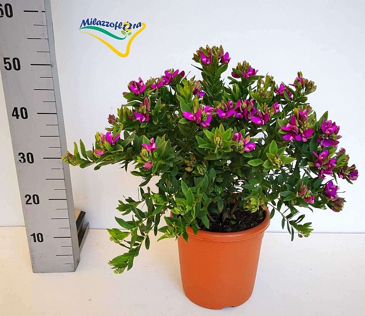 Polygala vaso diametro 20 Polygala vaso diametro 20