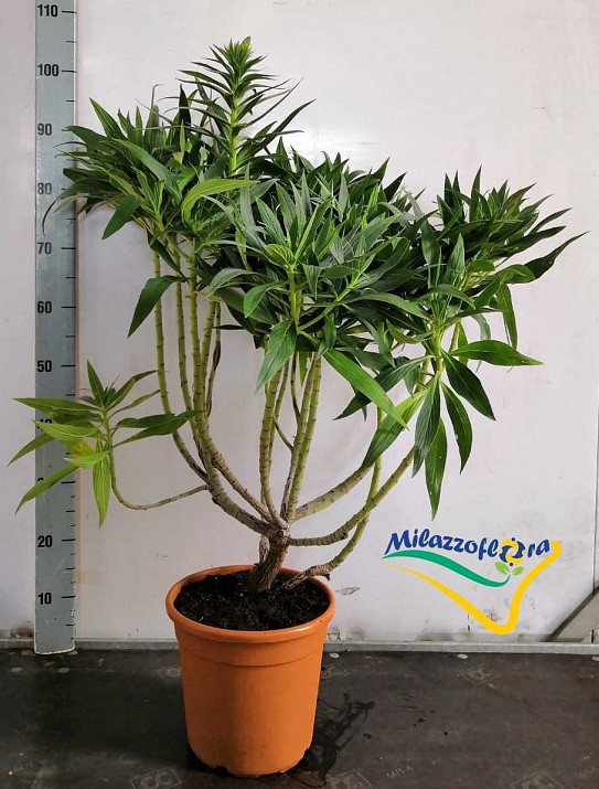 Vipérine de Madère Vipérine de Madère