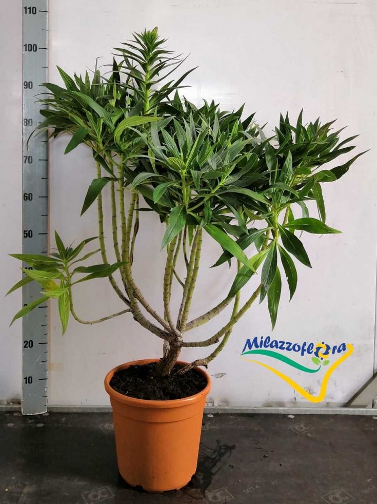 Bush Pot 22 Bush Pot 22