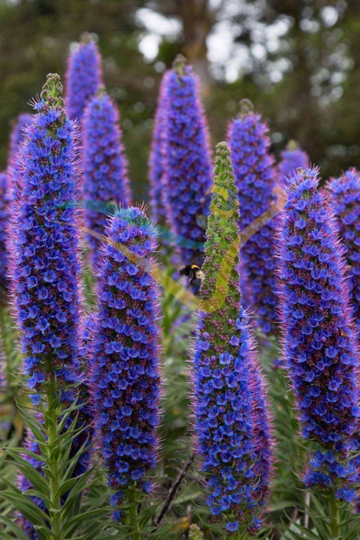 Foglie e fiori Foglie e fiori