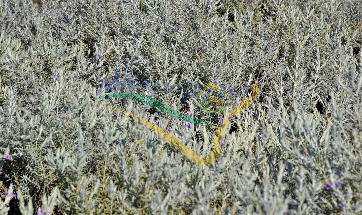 In the field In the field