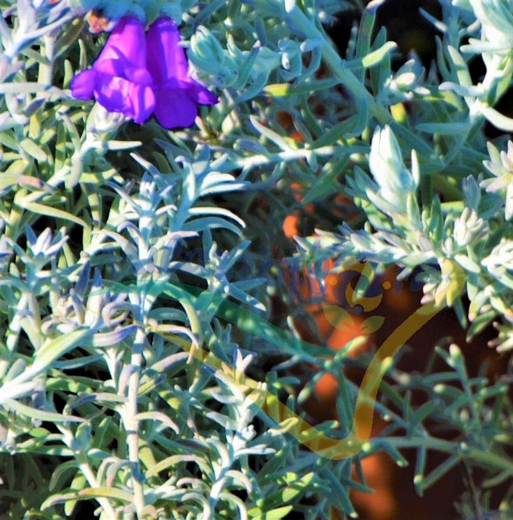 Leaves and flowers Leaves and flowers