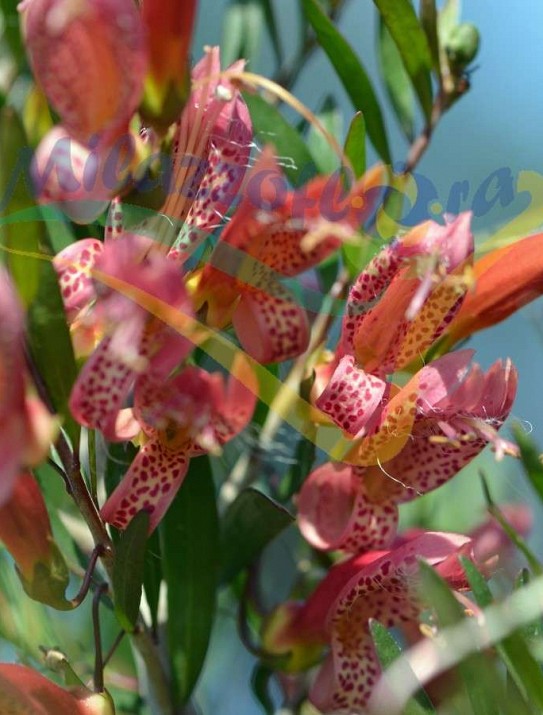 Spotted emu bush Spotted emu bush