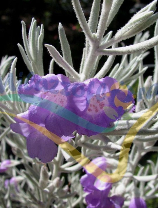 Silky eremophila Silky eremophila