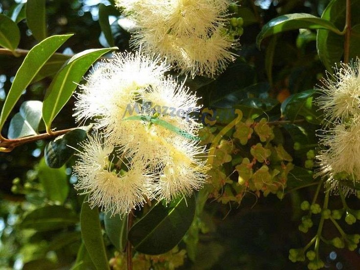 Particolare dei fiori Particolare dei fiori