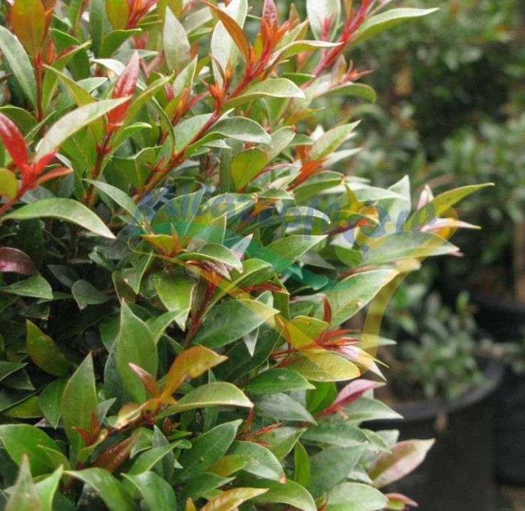 Leaves Leaves