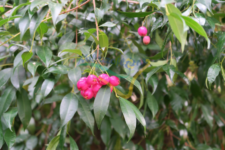 Frutti di Eugenia Frutti di Eugenia