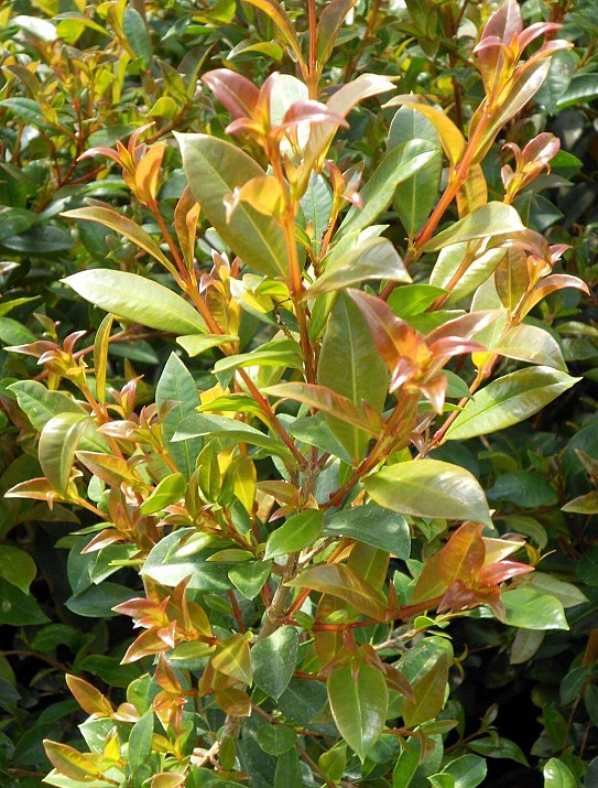 Eugenia myrtifolia 