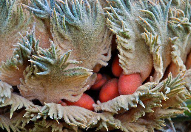 Cono femminile Cono femminile