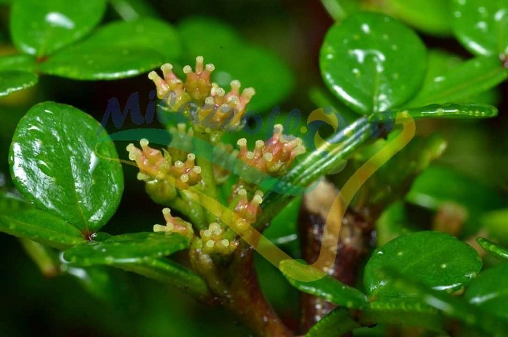 Particolare del fiore Particolare del fiore