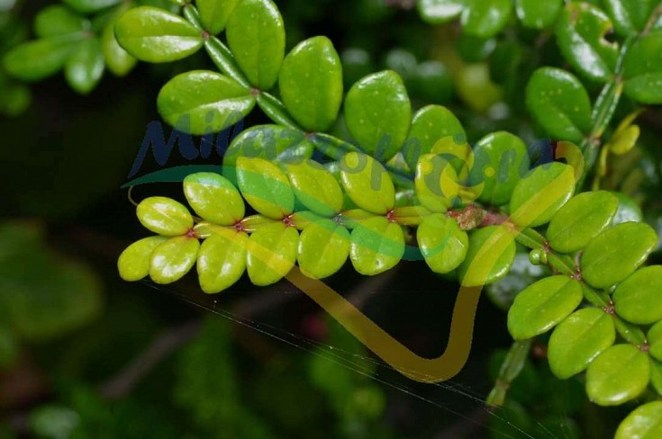 Particolare delle foglie aromatiche Particolare delle foglie aromatiche