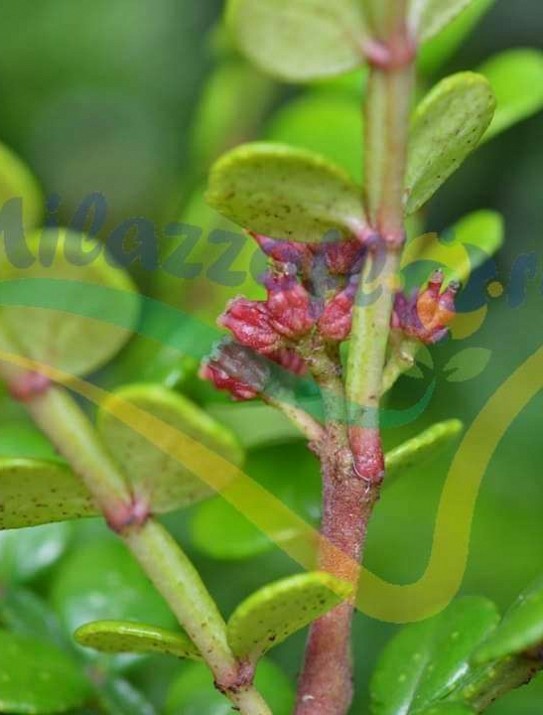 Zanthoxylum beecheyanum Zanthoxylum beecheyanum
