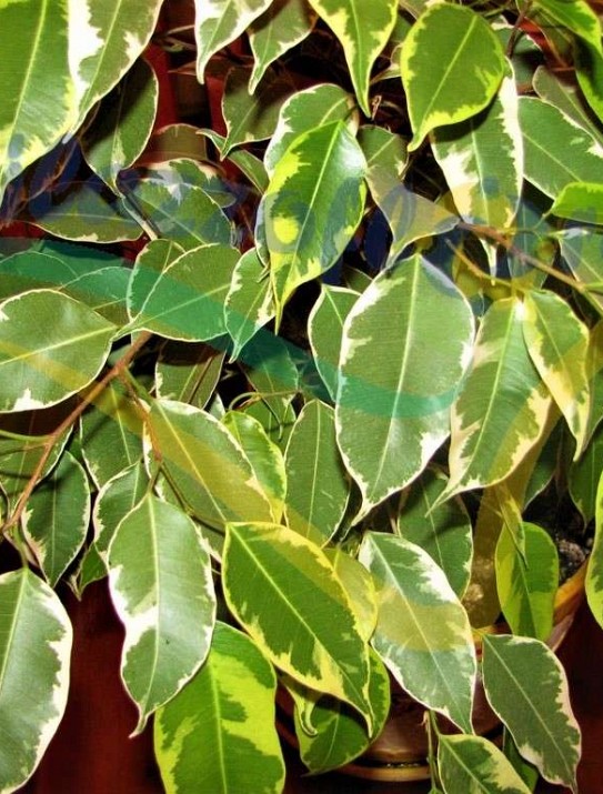 Ficus benyamina Ficus benyamina