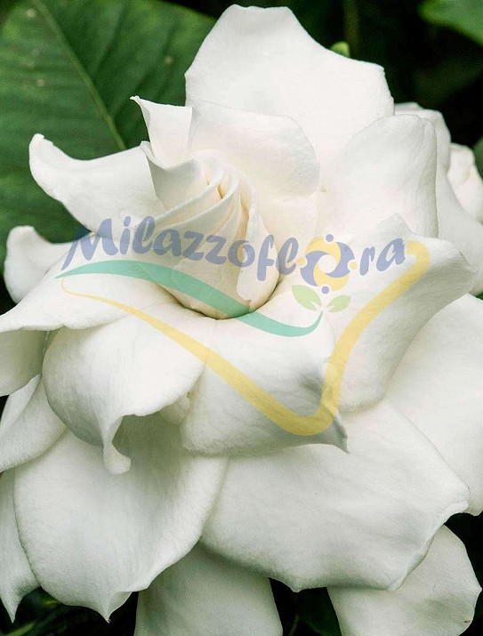 Cape jasmine Cape jasmine