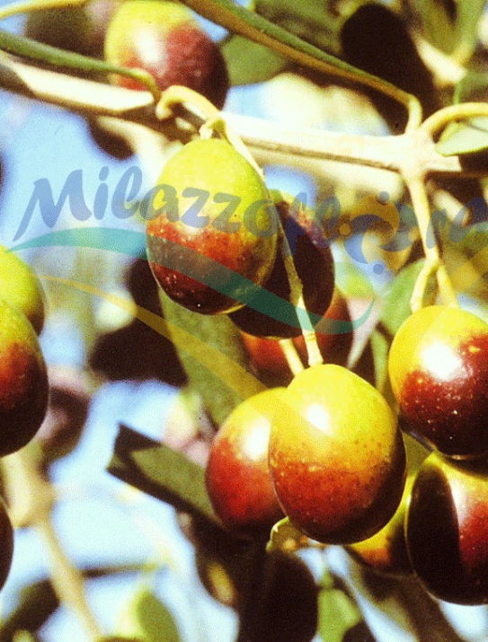 Olea europea Olea europea