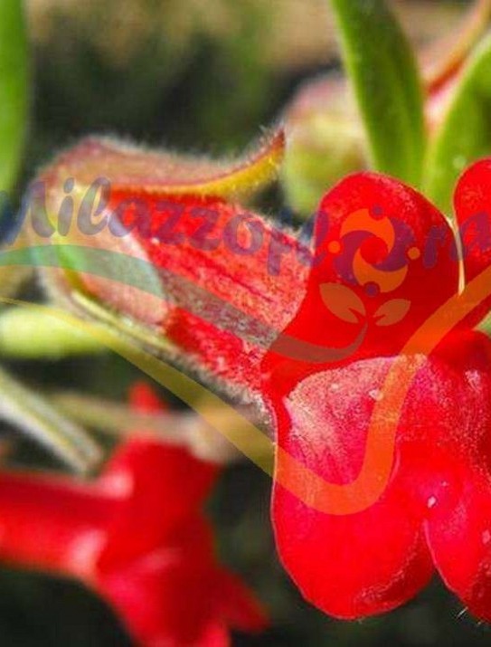 Island Snapdragon Island Snapdragon