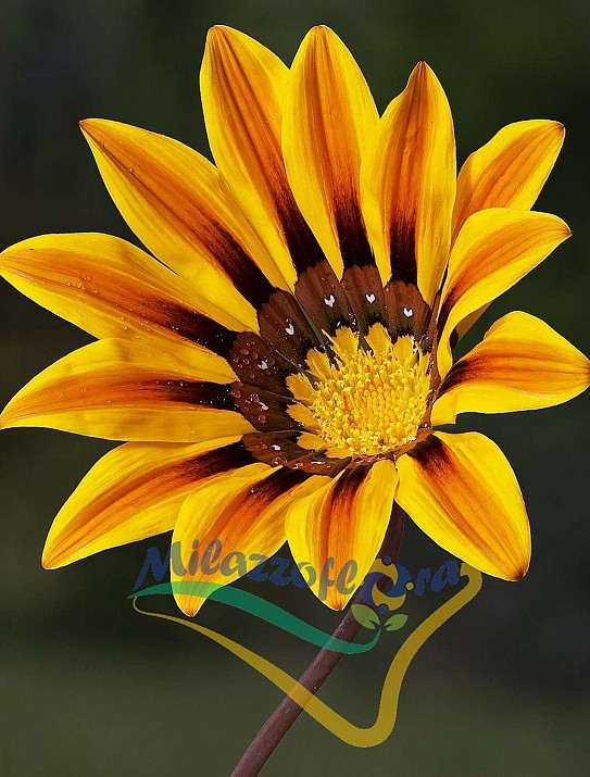 Gazania Gazania