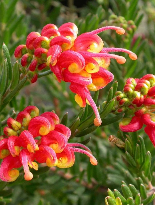 Grevillea x Fireworks Grevillea x Fireworks