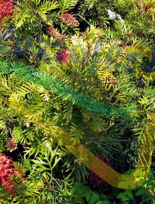 Grevillea banksii Grevillea banksii