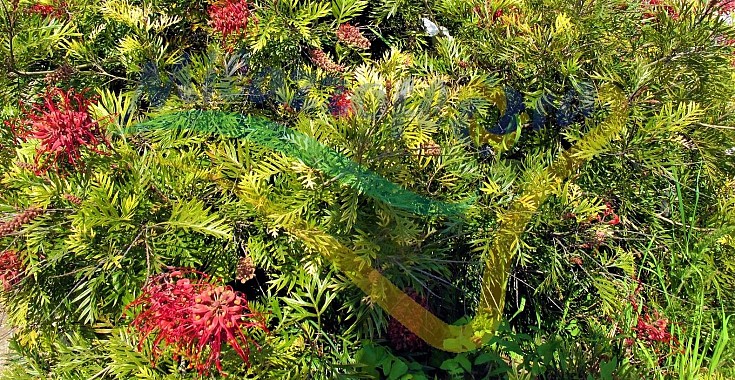 Pianta adulta in giardino allevata a cespuglione Pianta adulta in giardino allevata a cespuglione