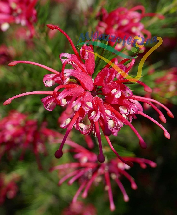 Particolare del fiore Particolare del fiore