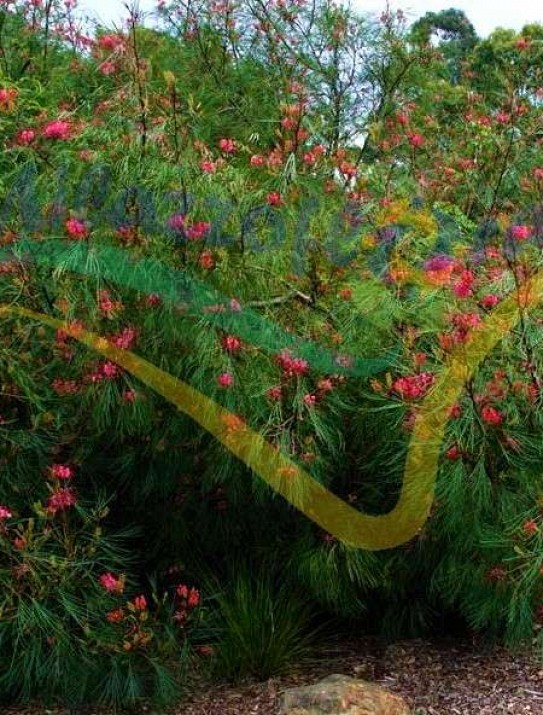 Grevillea de Johnson Grevillea de Johnson