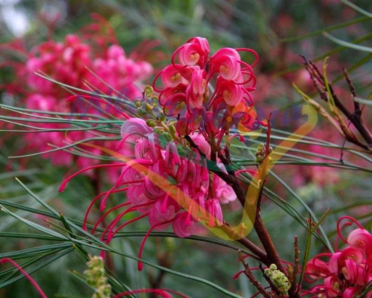 Particolare del fiore Particolare del fiore